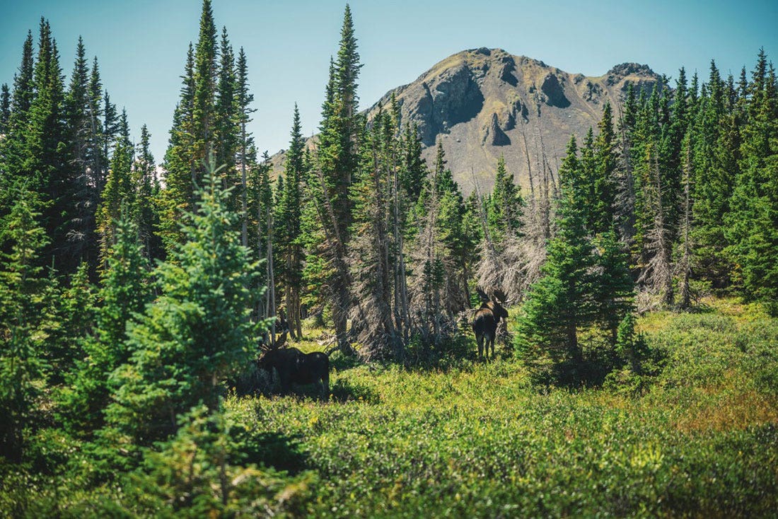 Two mooses among evergreen trees on a mountain side